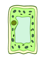 leaf cell