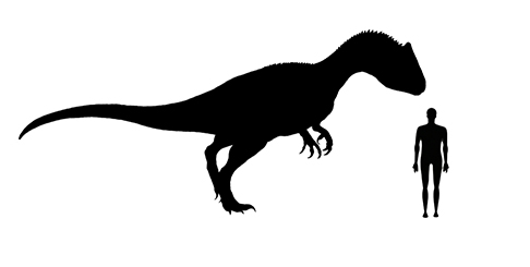 allosaurus size