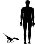Compsognathus size comparison image