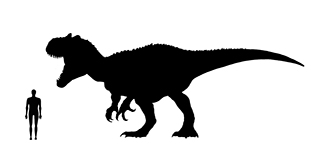 Saurophaganax size Saurophaganax size compared to an adult human.