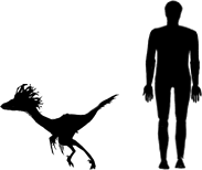 Sinornithosaurus size