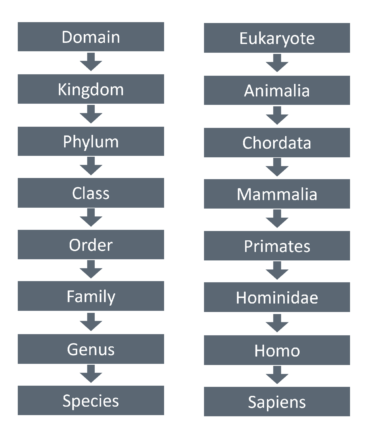 Image showing human classification using the modern hierarchy.