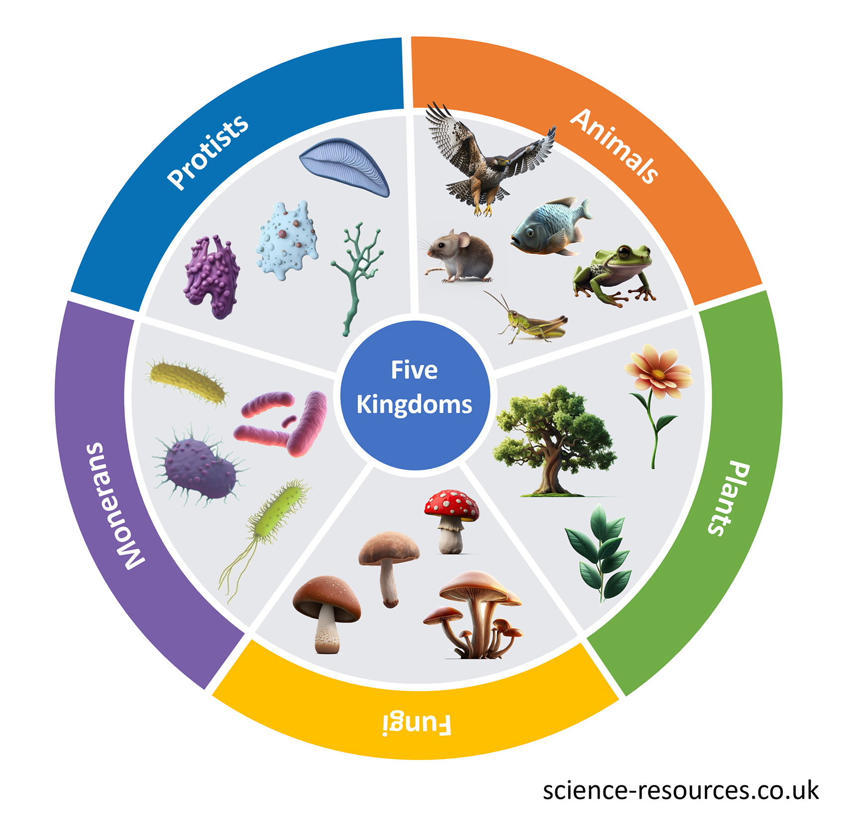 This image is a diagram representing five kingdoms of living organisms. The diagram is divided into coloured segments each representing a different category of living organisms: Protists, Animals, Plants, Fungi, and Monerans. Each segment contains images representative of that category.
