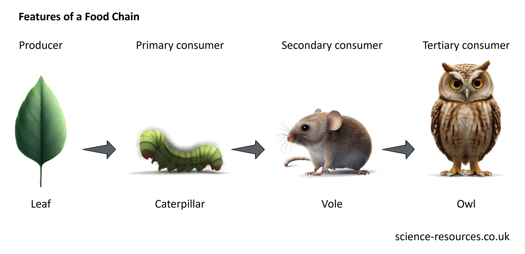 This image is a diagram of a food chain, showing how energy and matter flow from plants to animals. It has four levels: producer, primary consumer, secondary consumer, and tertiary consumer. The producer is a leaf, the primary consumer is a caterpillar, the secondary consumer is a vole, and the tertiary consumer is an owl. 