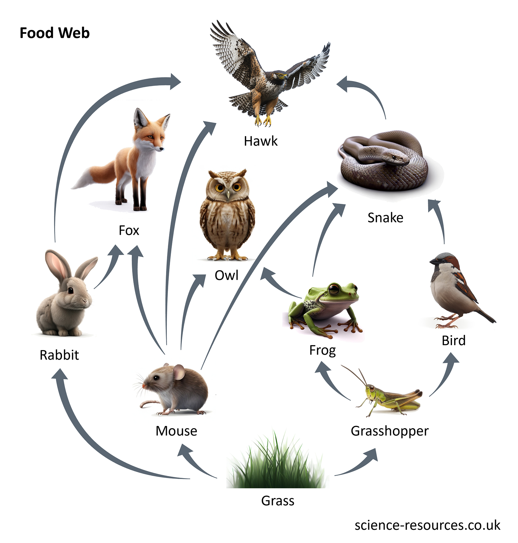 This image is a graphical representation of a food web, showcasing various animals and their prey. It illustrates the relationships between different species in an ecosystem.