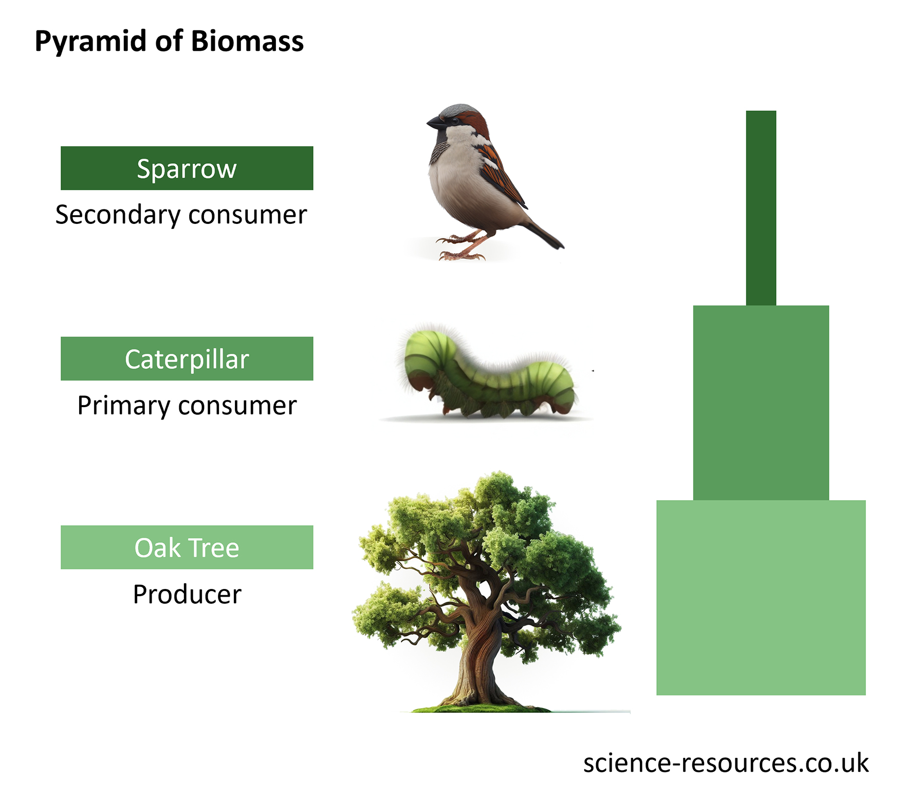 This image is a diagram representing a Pyramid of Biomass, illustrating the relationship between producers and consumers in an ecosystem. It shows an oak tree as the producer, a caterpillar as the primary consumer, and a sparrow as the secondary consumer. 