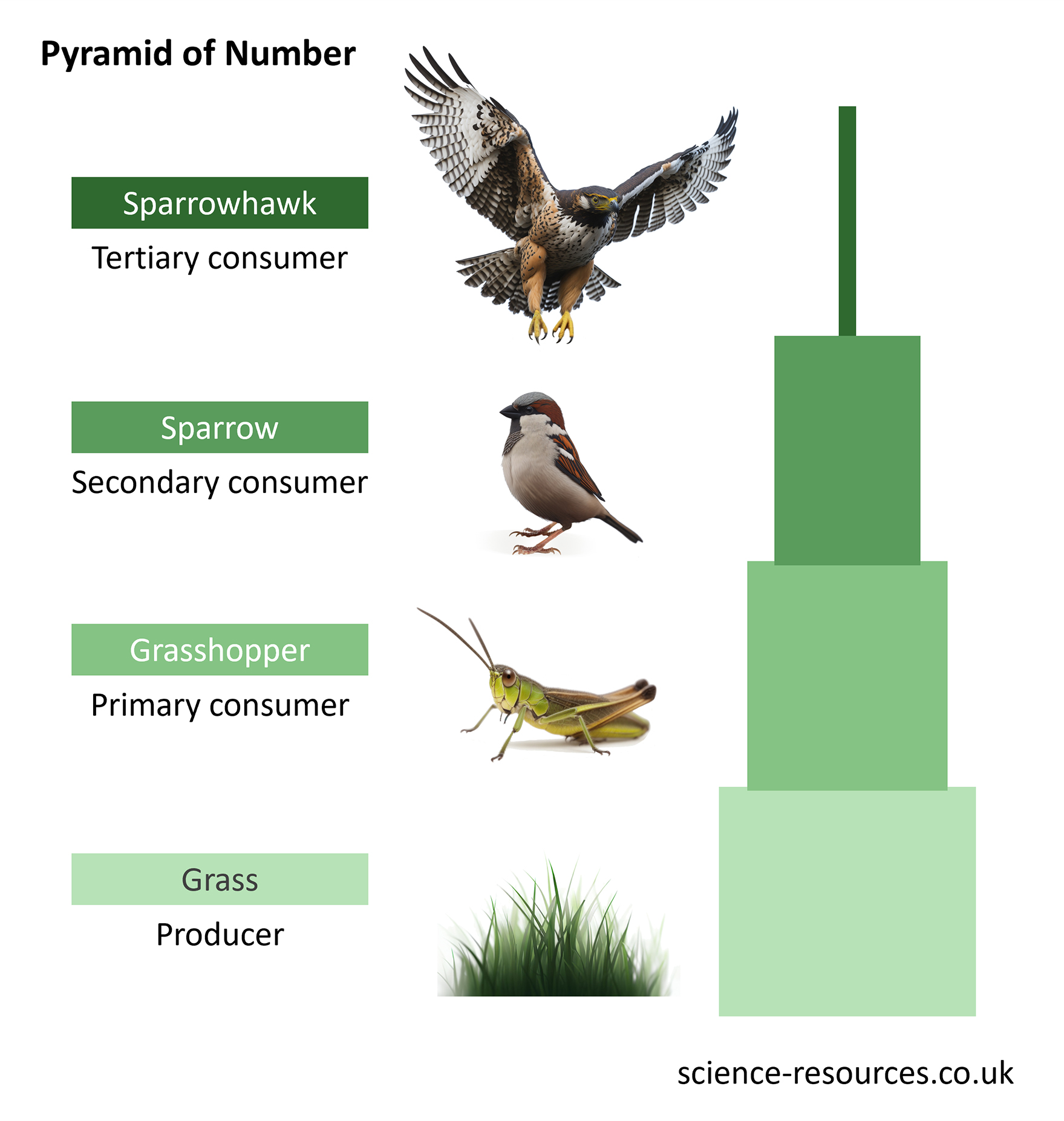 This image is a diagram representing a Pyramid of Number in an ecosystem. It illustrates the number of organisms at each trophic level, with grass as the producer at the base, followed by primary, secondary, and tertiary consumers represented by a grasshopper, sparrow, and sparrowhawk respectively. 