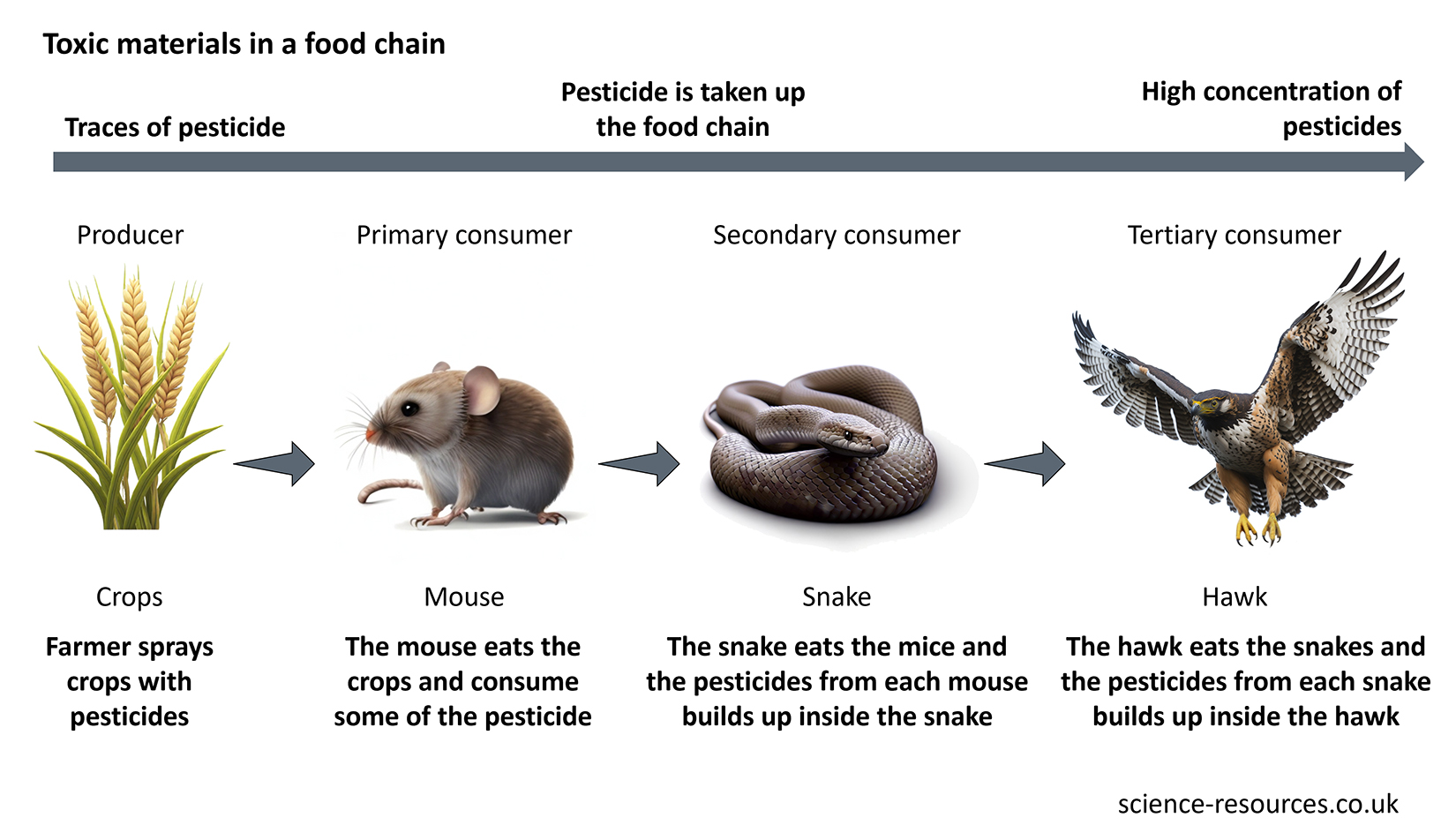This image is a diagram illustrating the bioaccumulation of toxic materials, specifically traces of pesticide, in a food chain. It shows how pesticides sprayed on crops can accumulate in higher concentrations as they move up the food chain from producer to tertiary consumer. 