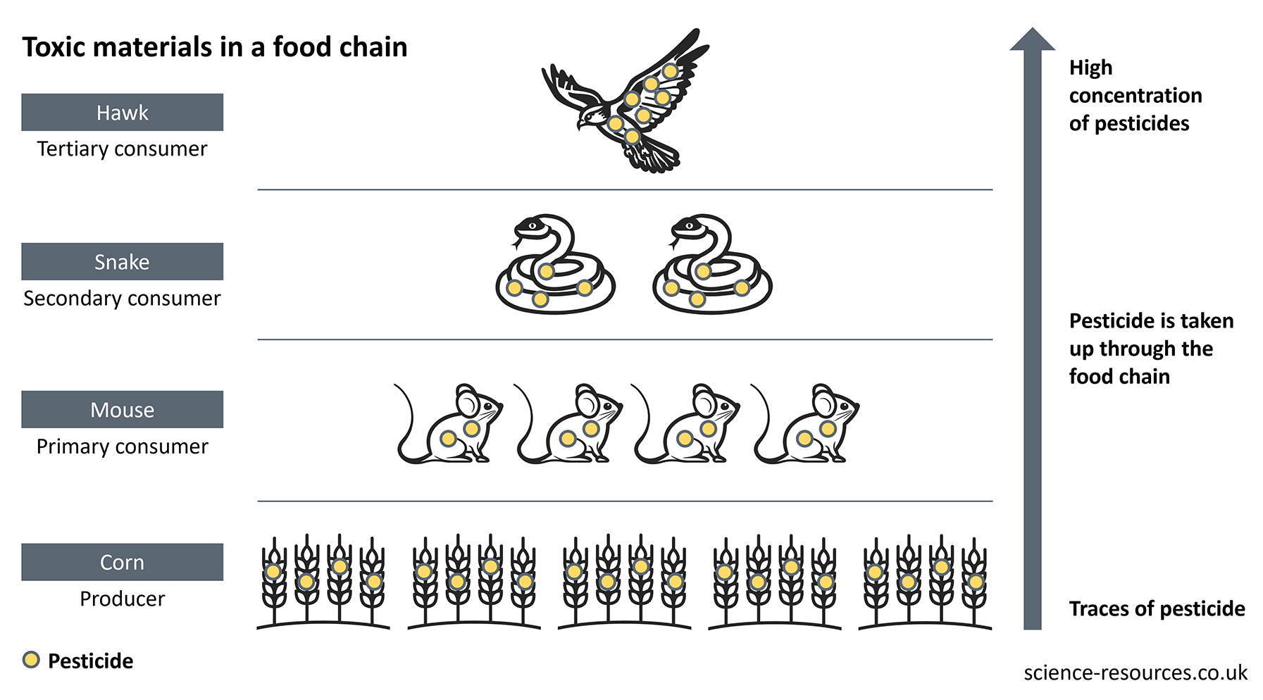 This image is a diagram illustrating the accumulation of toxic materials, specifically pesticides, in a food chain. It shows how pesticides used on corn can move up the food chain affecting mice, snakes, and hawks.