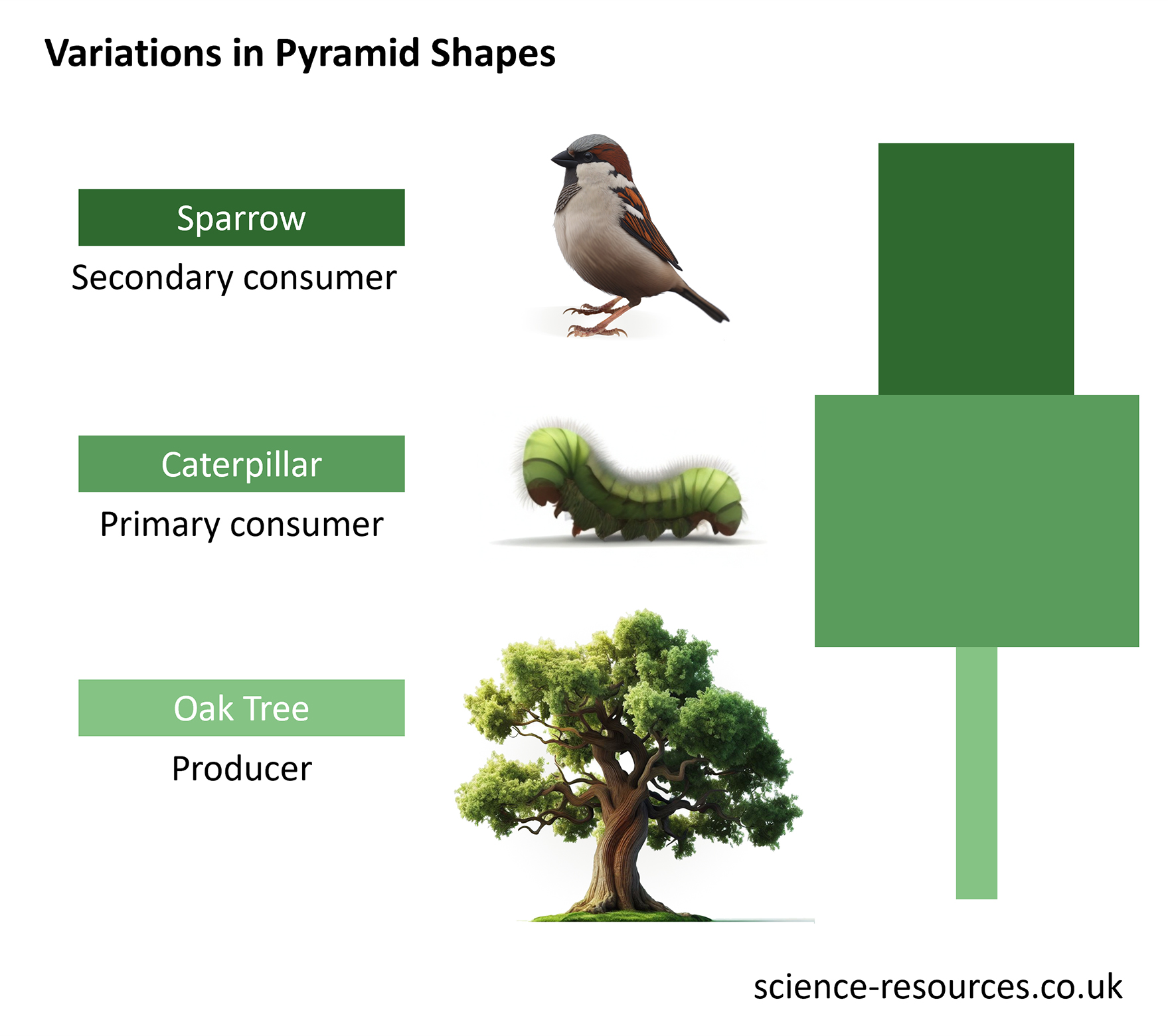 This image is a diagram representing variations in pyramid shapes, illustrating the food chain from producer to secondary consumer. It shows an oak tree as the producer, a caterpillar as the primary consumer, and a sparrow as the secondary consumer. 