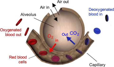 This image is a diagram illustrating the process of gas exchange in the human lungs, specifically in an alveolus. It shows how oxygen (O2) is taken into the blood and carbon dioxide (CO2) is expelled.