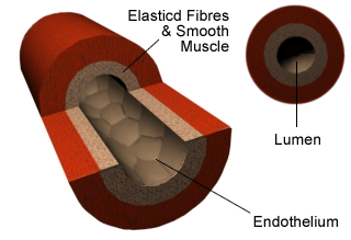 This image is a diagram illustrating the cross-section of an artery, highlighting its various layers and components.