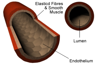 This image is a diagram illustrating the cross-section of a vein, highlighting its various layers and components.
