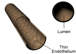 This image is a diagram illustrating the cross-section of a capillary, highlighting its various layers and components.
