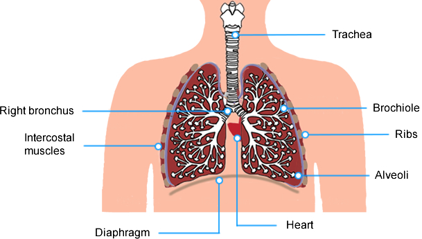 This image is a diagram of the human respiratory system, showcasing the lungs and surrounding structures with labels identifying each part.