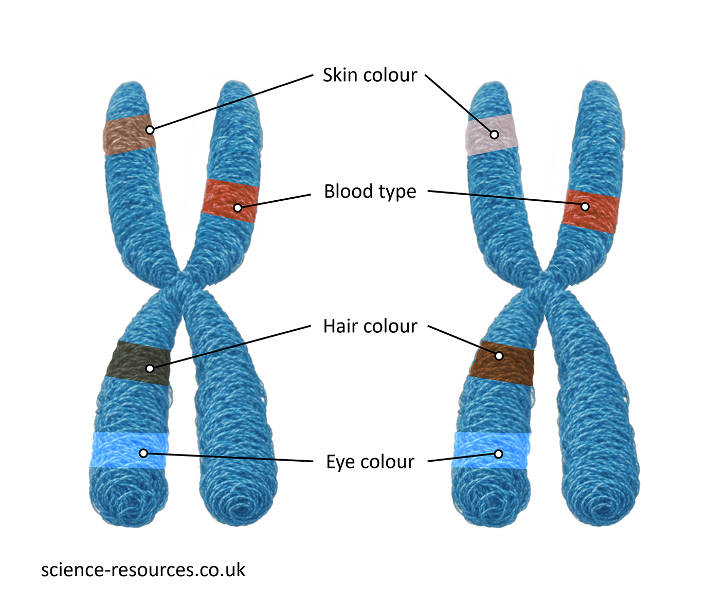 This image depicts two blue chromosome-like structures, each labeled with different traits: skin color, blood type, hair color, and eye color. It’s a simplified representation used for educational purposes to explain how certain traits are inherited. 