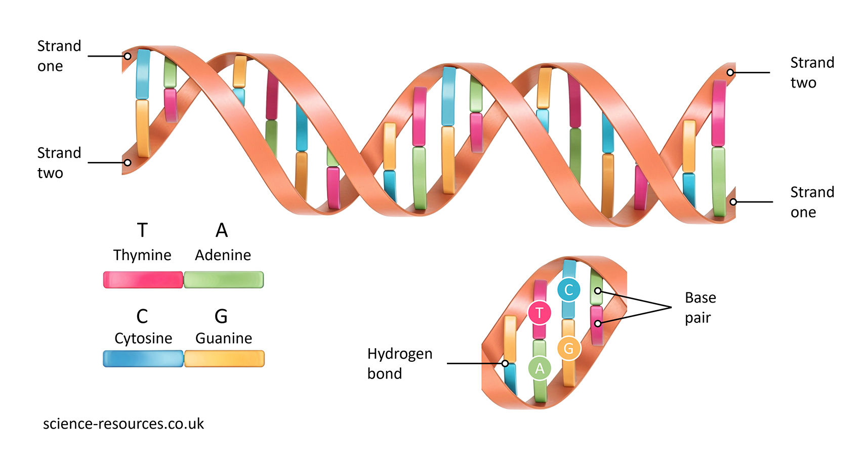 This image is a diagram illustrating the structure of DNA, showing its double helix formation, base pairs, and hydrogen bonds.