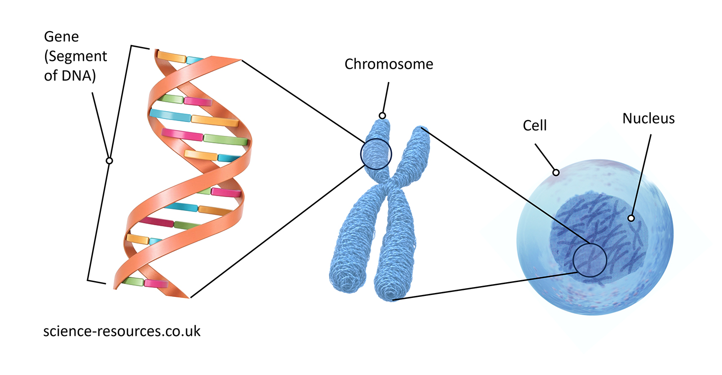 This image is an illustrative diagram that explains the relationship between genes, DNA, chromosomes, cells, and the nucleus. It visually represents a segment of DNA enlarging to show a gene, which is part of a chromosome located within the nucleus of a cell. 