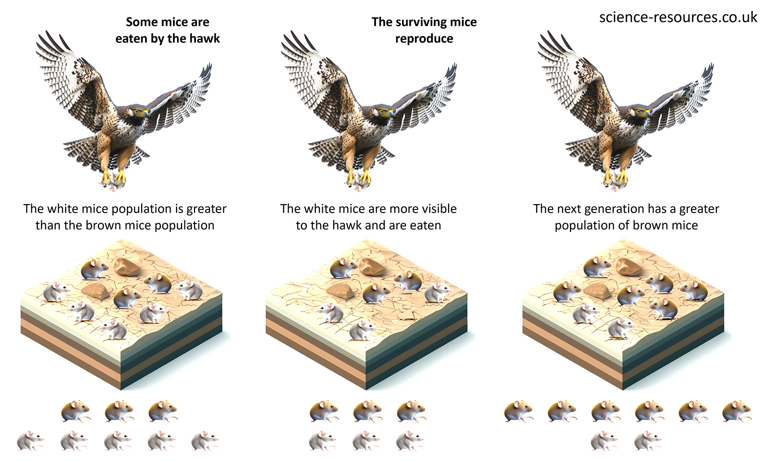 This image illustrates the concept of natural selection using a hawk and two populations of mice, white and brown. It shows how the more visible white mice are more likely to be preyed upon by the hawk, leading to an increase in the population of brown mice over generations.