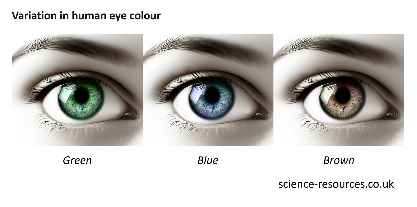 Image showing variation in human eye colour.