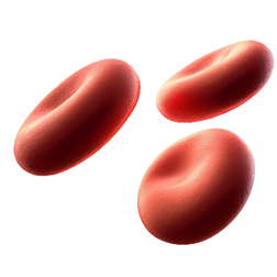 Red blood cells in a row.