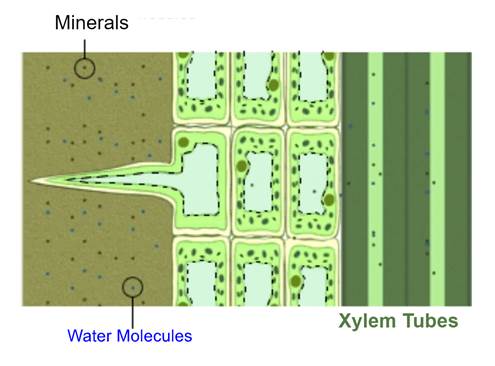 A diagram of a plant cell  