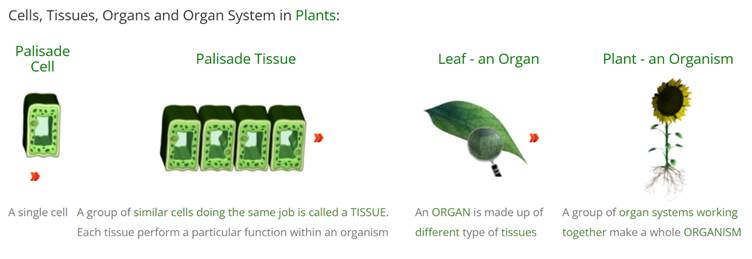 Cells, tissues, organs and organ systems in plants.
