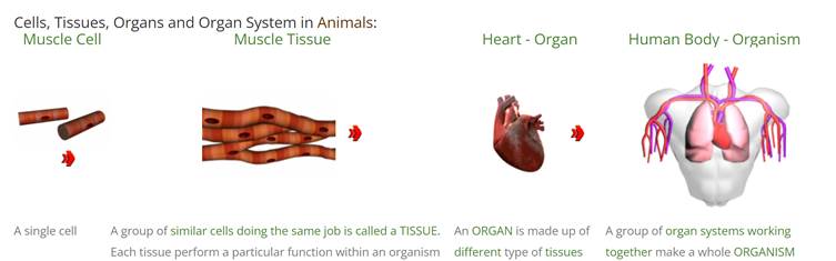 Cells, tissues, organs and organ systems in animals