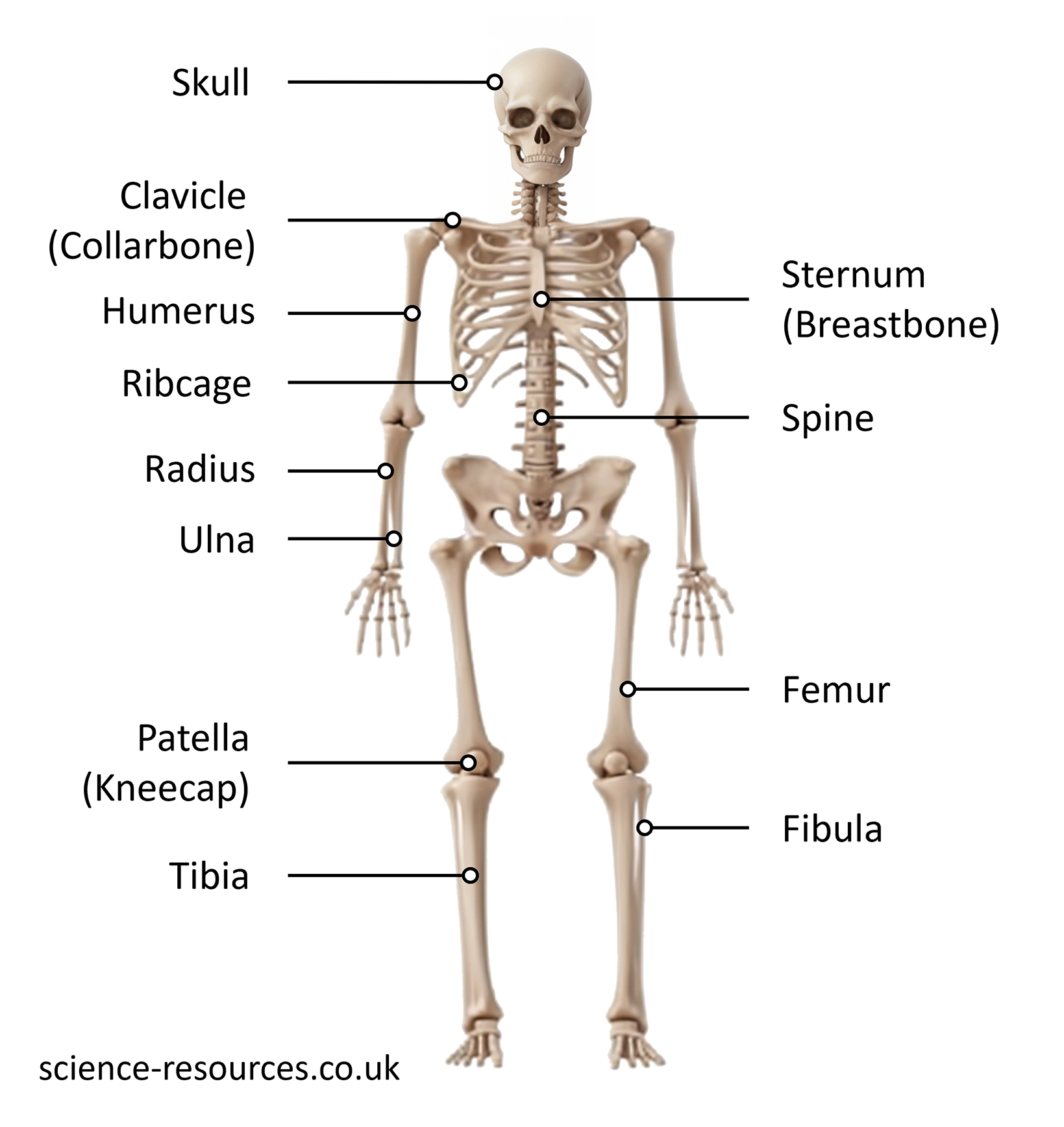 This image is a diagram of a human skeleton with labels indicating the names of various bones. 