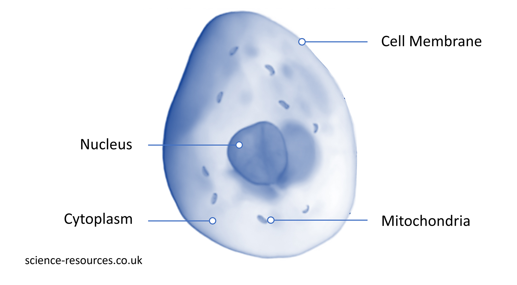 Image of an animal cell showing its four main parts: nucleus, cytoplasm, cell membrane, and mitochondria.