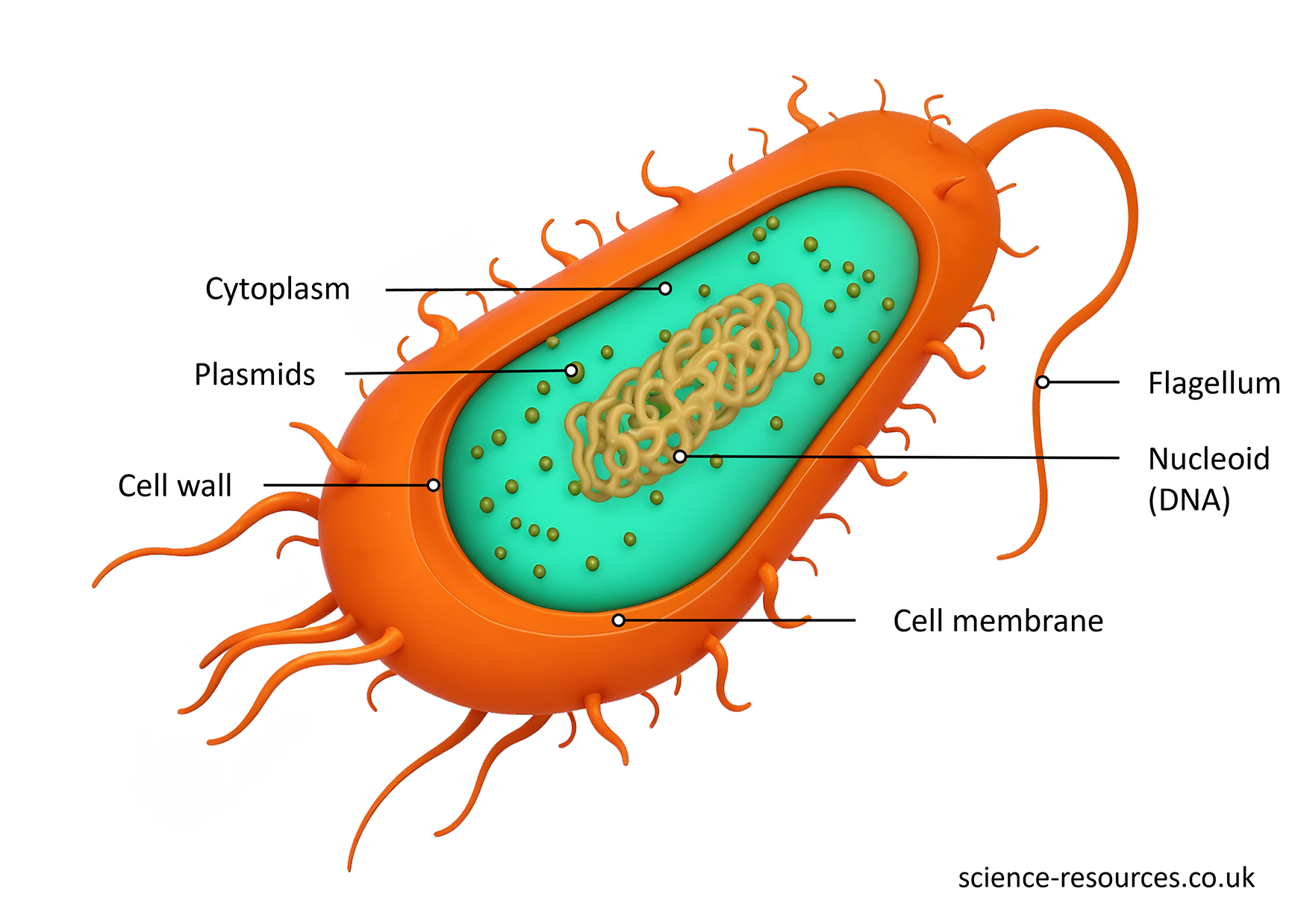 This image is a detailed illustration of a bacterial cell, highlighting its various components and structures. Each part is labeled.