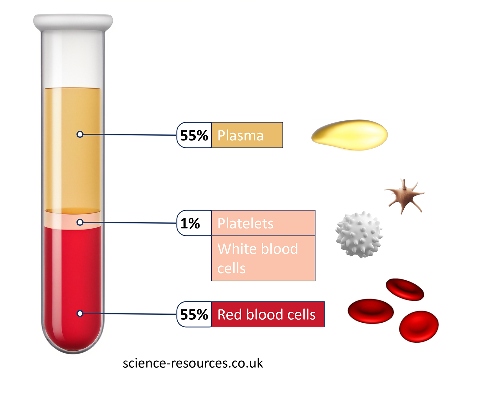 Components of the blood (shown as percentages).