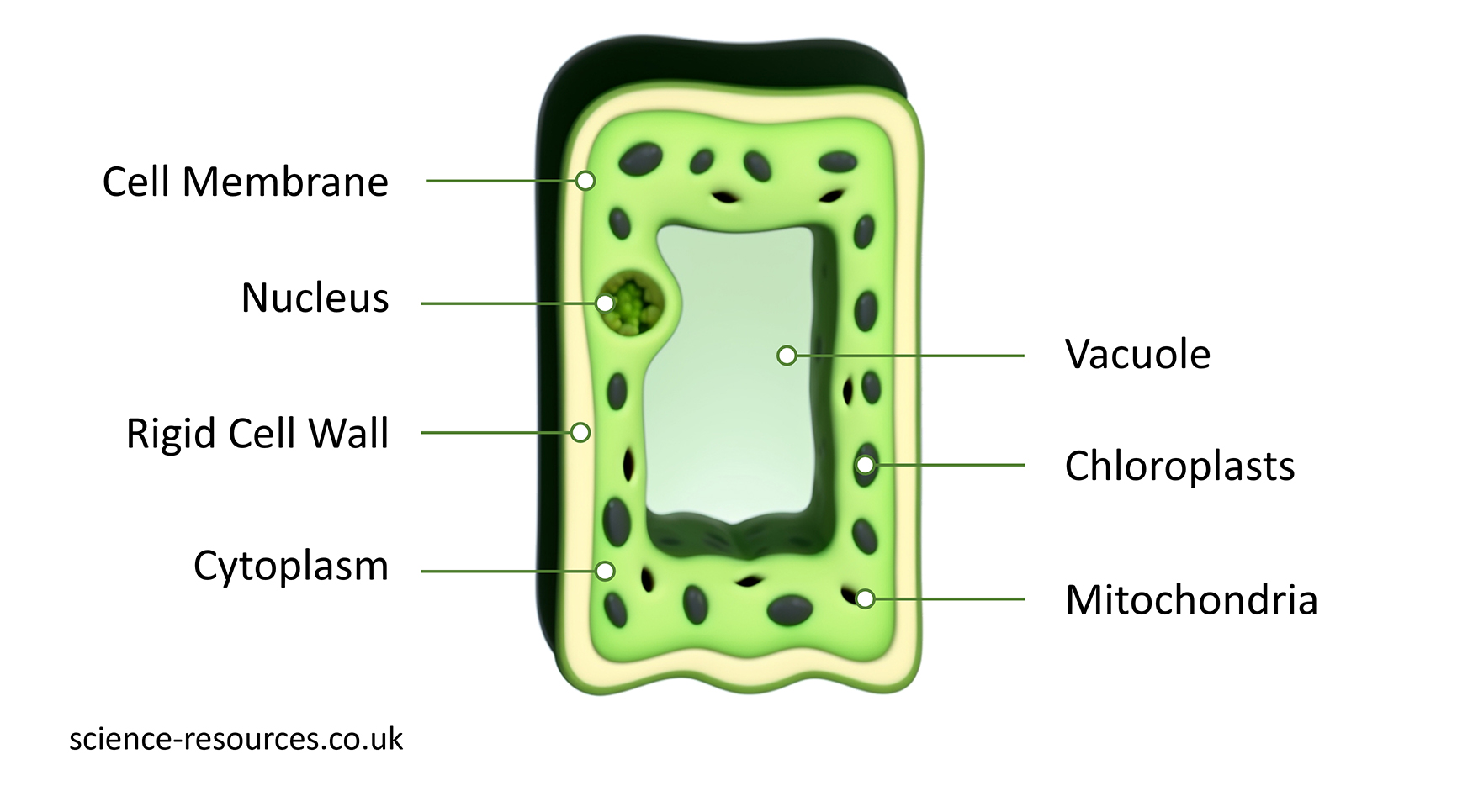 mage of an animal cell showing its 7 main parts: nucleus, cytoplasm, cell membrane, cell wall, vacuole, chloroplasts and mitochondria.