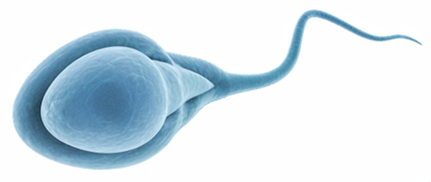 Human sperm cell