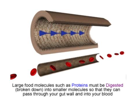 A diagram of a blood vessel  Description automatically generated