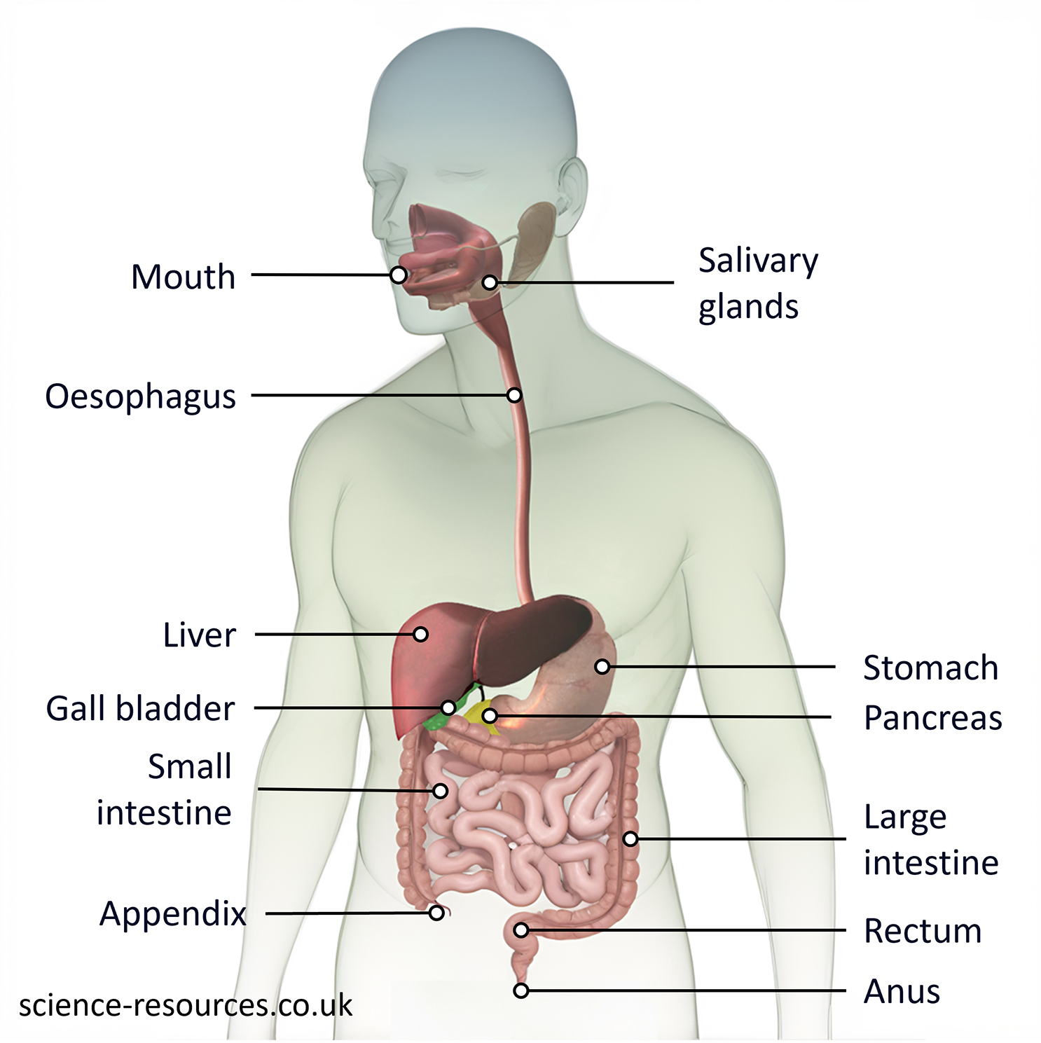 Diagram showing the parts of the digestive system