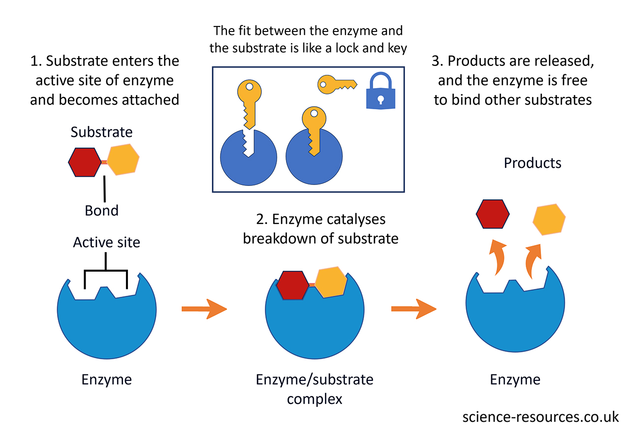 This image is a diagram illustrating the process of an enzyme binding to a substrate, catalyzing a reaction, and releasing the products. It uses simple shapes and arrows to depict each step of the process. 