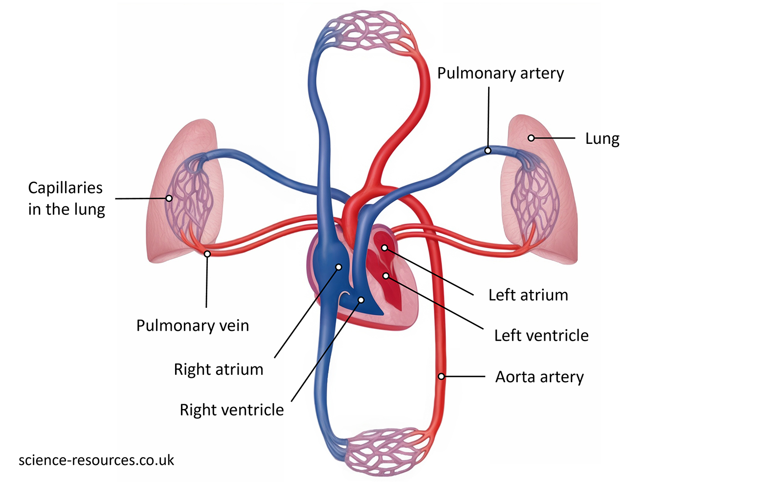 This image is a detailed diagram of the human heart and its connection to the lungs, showcasing various parts and their names. 