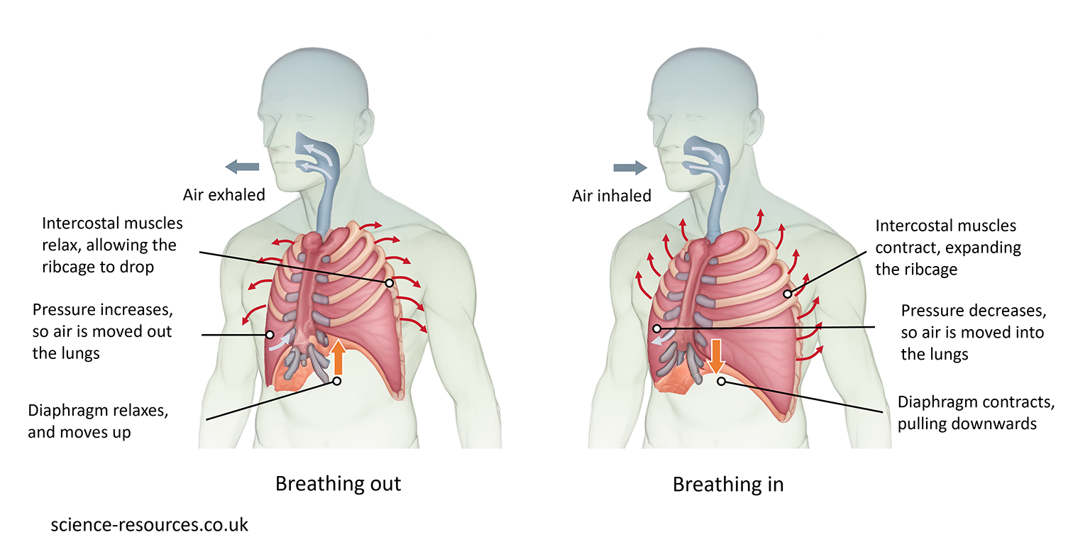 This image is a diagram illustrating the process of breathing in and out, showing the internal mechanisms involving the lungs, ribcage, and diaphragm. It also contains some text explaining the steps involved in each phase of respiration. 