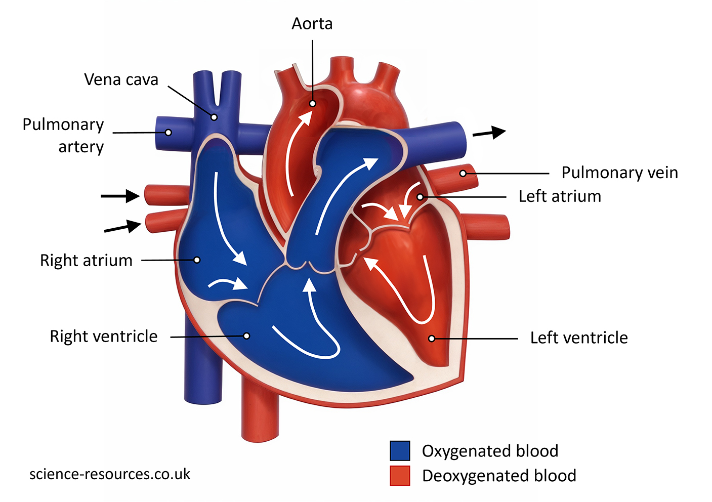 This image is a detailed diagram of the human heart, showcasing its various parts and the flow of oxygenated and deoxygenated blood.