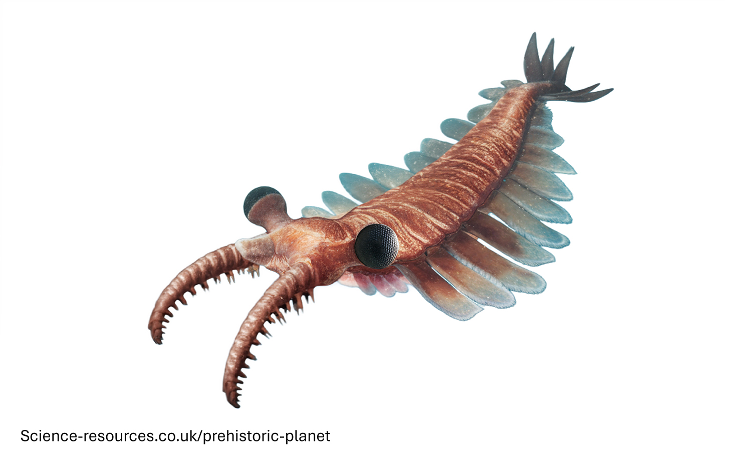 A photo realistic image of an Anomalocaris on a white background
