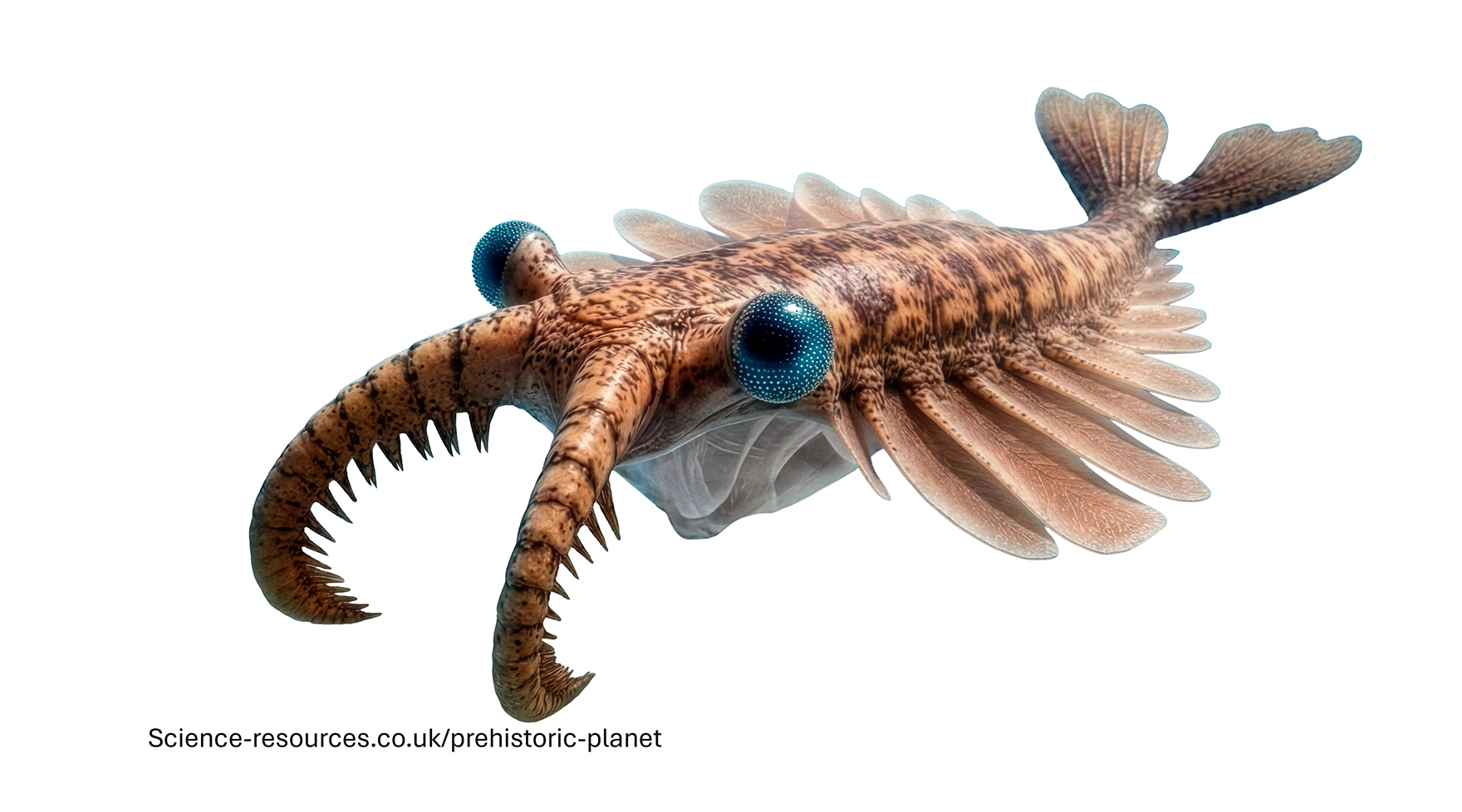 A photo realistic image of an Anomalocaris on a white background