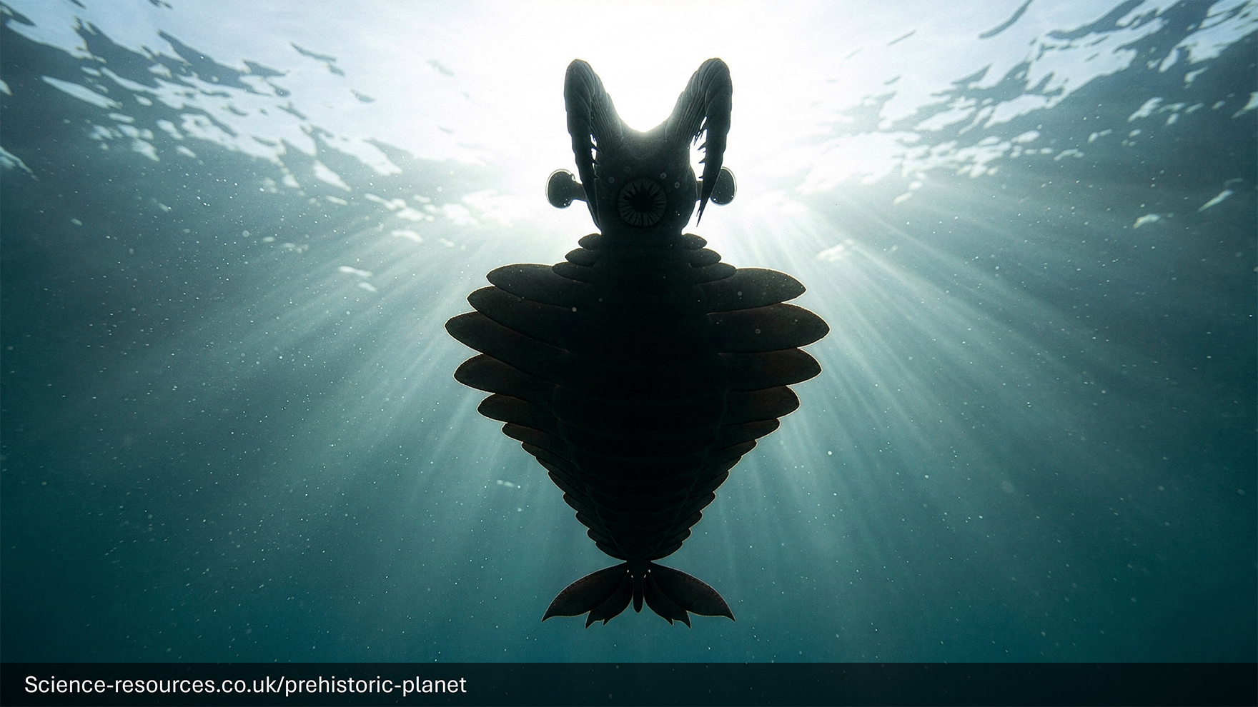 An ultra-realistic, cinematic underwater shot of an Anomalocaris viewed from directly beneath, looking up toward the ocean surface. The ancient marine predator is captured in a striking silhouette against the bright, shimmering sunlight filtering down through the water.

Composition and Lighting
Perspective: A low-angle "worm’s-eye view" looking straight up, making the creature appear imposing as it glides through the water column.

Lighting: Strong backlighting from the sun creates a "god ray" effect, with beams of light piercing through the teal-blue water. A soft rim light traces the edges of the creature’s body, highlighting its unique anatomical details.

Atmosphere: The water is a deep blue-green, filled with subtle marine snow and tiny floating particles that add a sense of depth and realism.

Creature Details
Form: The Anomalocaris is centered, showcasing its iconic segmented body and the series of flexible, overlapping swimming lobes along its sides.

Head Features: At the front, its two large, stalked compound eyes extend outward, and its pair of curved, spiny frontal appendages are arched forward.

Mouth: The distinct, circular radiating mouthparts are visible in shadow on the underside of the head.

Tail: The body tapers back to a fan-like tail, used for steering through the Cambrian seas.

Style
The image has the high-fidelity look of a modern natural history documentary (like Blue Planet), with a shallow depth of field that keeps the focus sharp on the prehistoric apex predator while the surface and seabed fade into a soft, atmospheric haze.