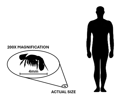 Cambropachycope size compared to an adult human.