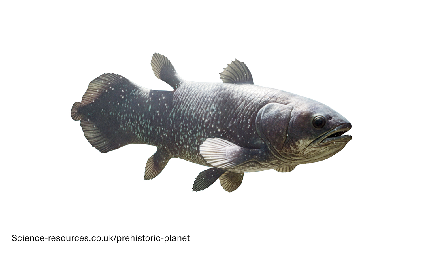 A photo realistic image of an Coelacanthon a white background