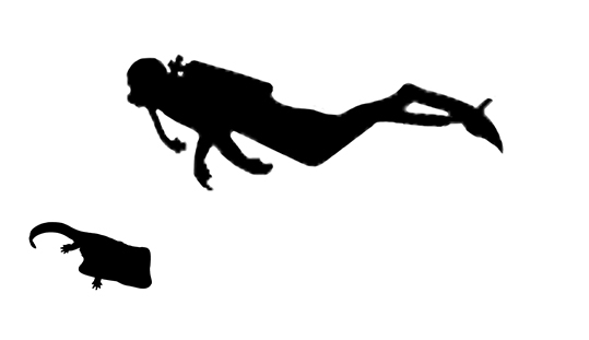 Diplocaulus size compared to an adult human.