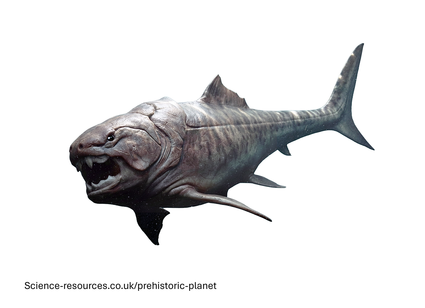 A photo realistic image of an Dunkleosteus on a white background