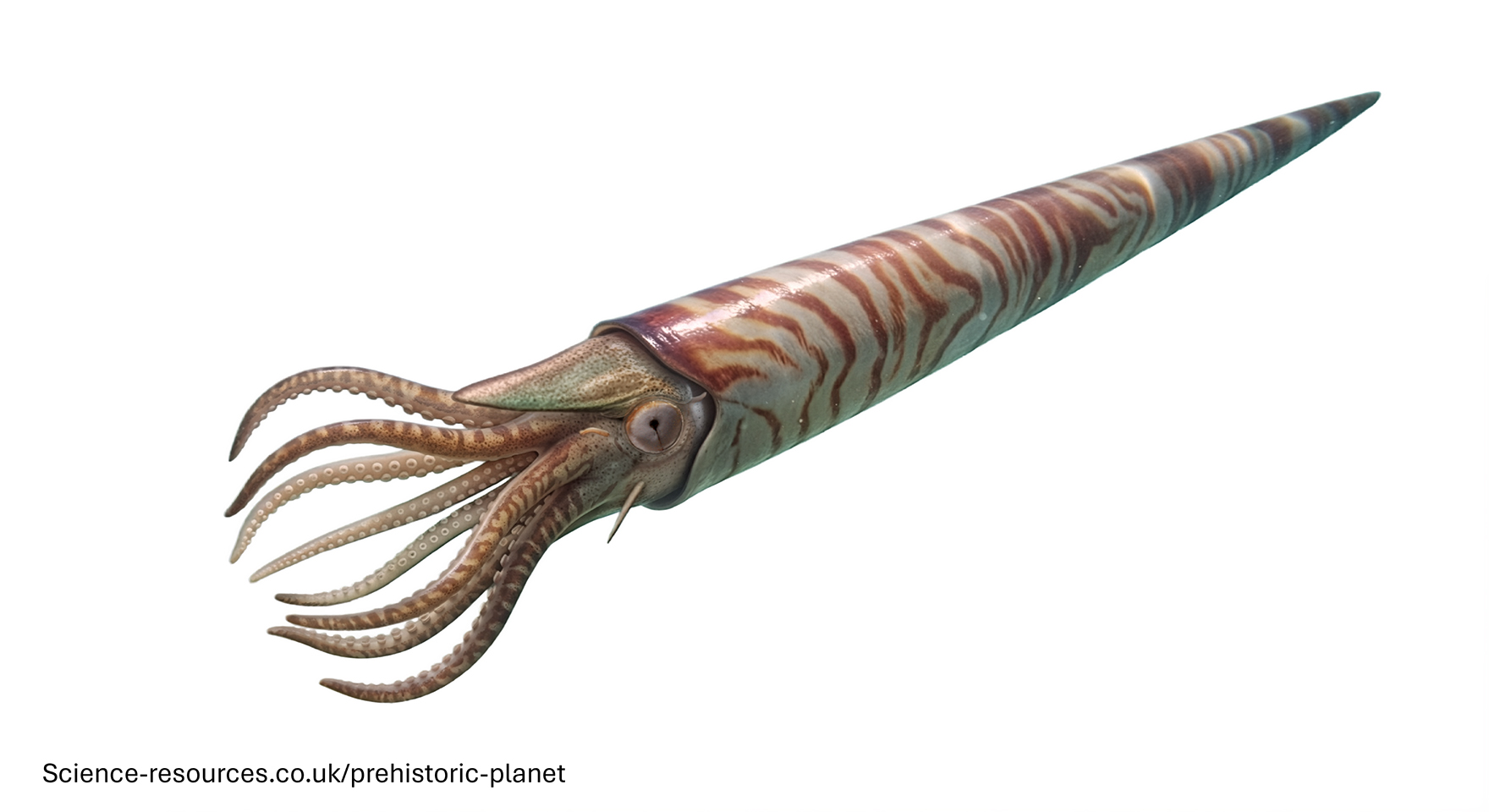 A photo realistic image of an Endoceras on a white background