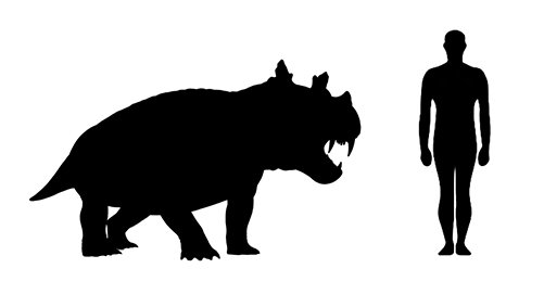 Estemmenosuchus size compared to an adult human.