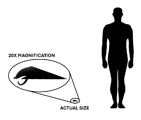 Haplophrentis size Haplophrentis size compared to an adult human.
